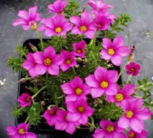 Pink Oxalis2.jpg