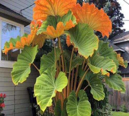 Green Orange Caladium1.jpg
