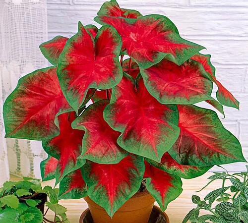 red green Caladium2.jpg