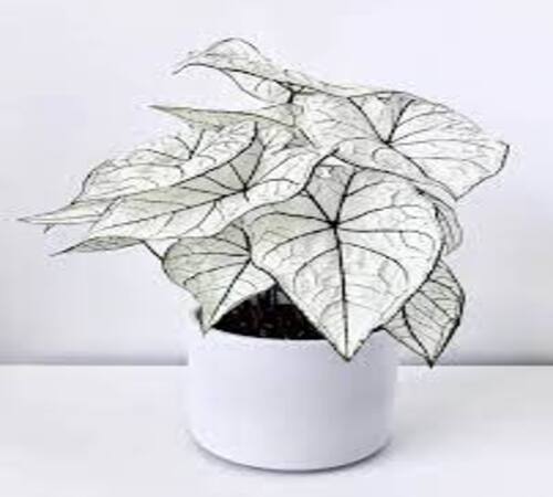 White Caladium2.jpg