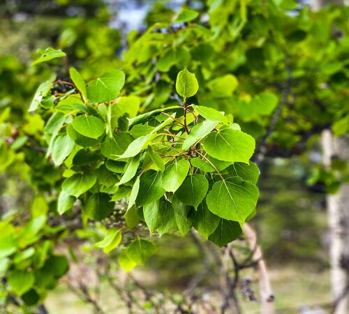 Green Aspen2.jpg