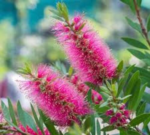 Pink Bottle Brush 2.jpg