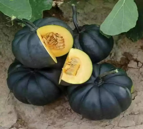 pumpkin black.jpg