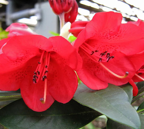 RhodoCDndron red2.jpg