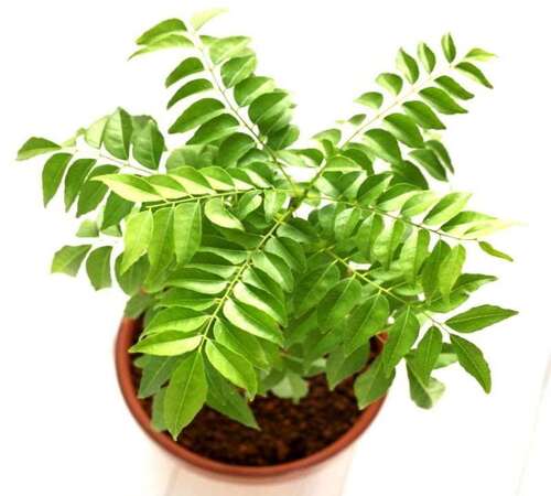 Green Curryleaf 1.jpg