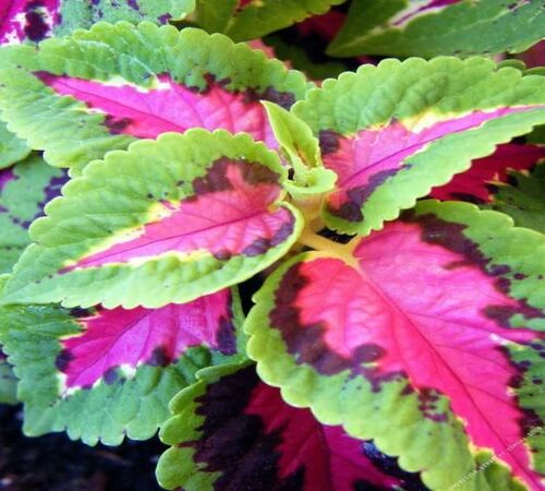 Pink Green Coleus1.jpg
