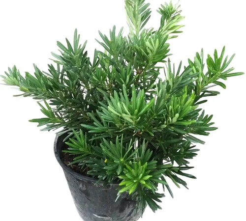 Podocarpus 1.jpg