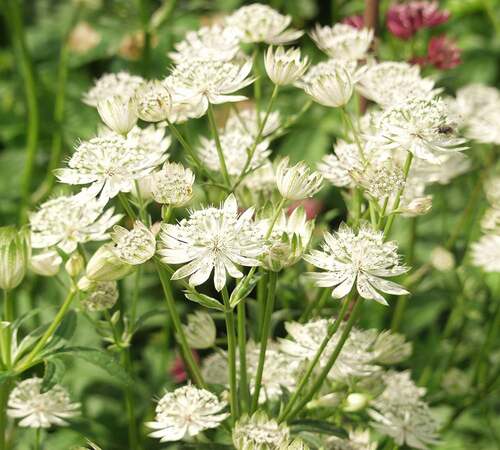 White Astrantia2.jpg