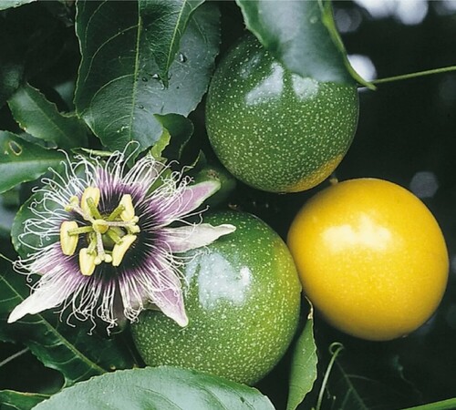 Green passion Fruit2.jpg