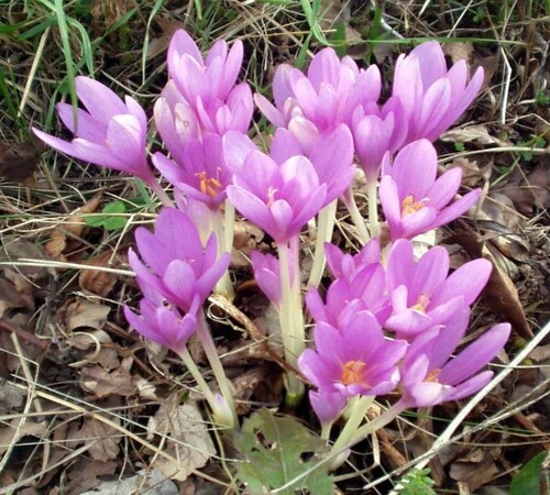 Crocus sativus 1.jpg