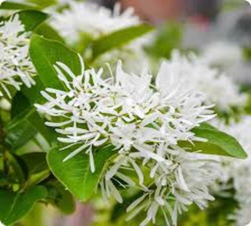 White Chionanthus1.jpg