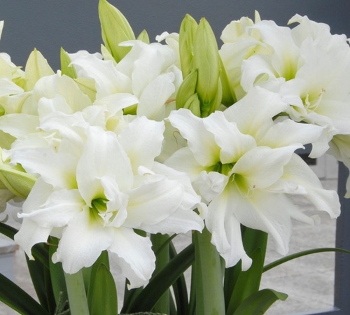 White Amaryllis4.jpg