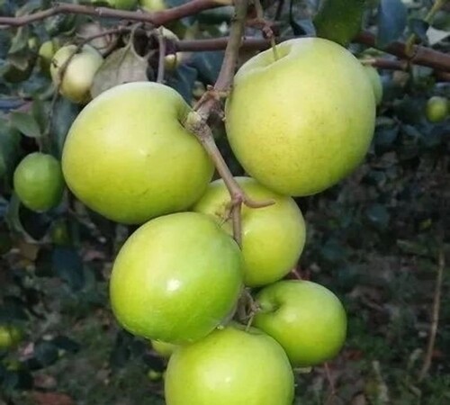 Green Jujube2.jpg