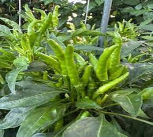 Green Guindilla Pepper3.jpg