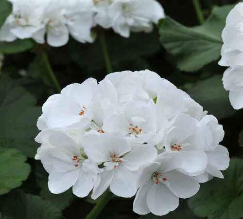 White Pelargonium1.jpg