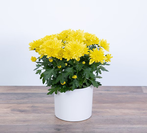 Yellow Chrysanthemum1.jpg