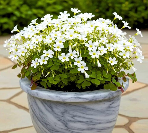 White Oxalis1.jpg