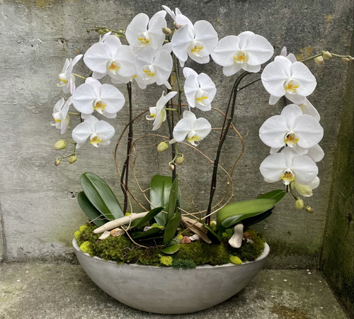 WhitePhalaenopsis Orchids2.jpg