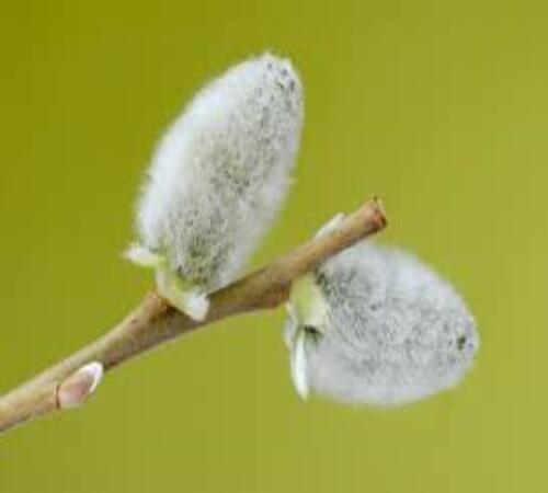 White Pussy Willow1.jpg