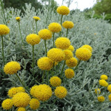 Yellow Santolina etrusca2.jpg