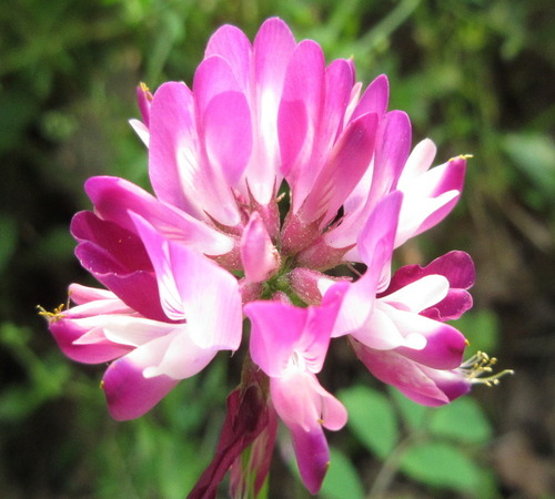 Astragalus 2.jpg