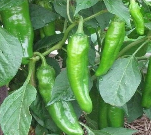 Green Guindilla Pepper5.jpg