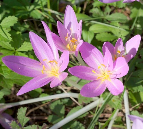 Crocus sativus 2.jpg