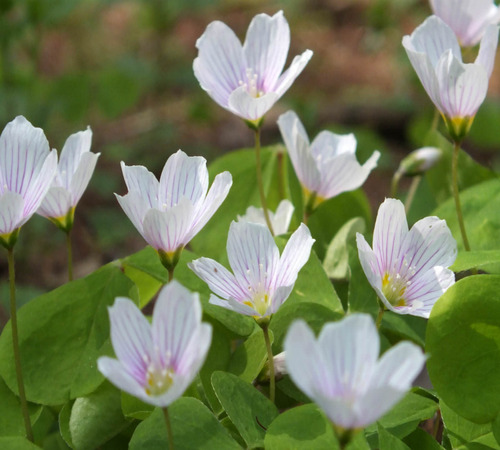 White Oxalis5.jpg