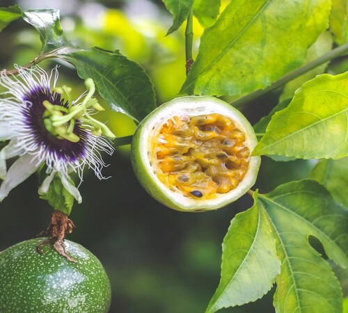 Green passion Fruit3.jpg