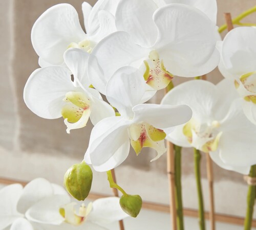 WhitePhalaenopsis Orchids5.jpg