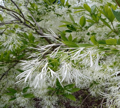 White Chionanthus4.jpg