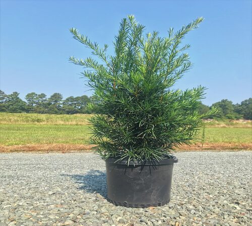 Podocarpus 4.jpg
