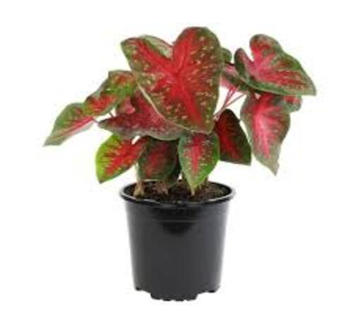 red green Caladium5.jpg