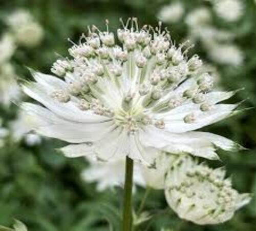 White Astrantia5.jpg