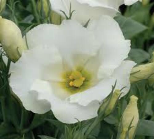 White Eustoma3.jpg