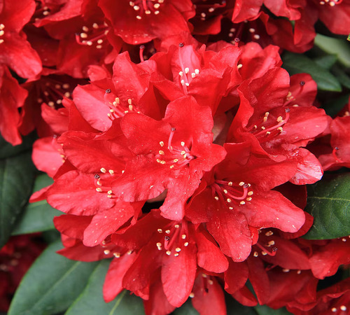 RhodoCDndron red1.jpg