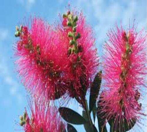 Pink Bottle Brush 4.jpg