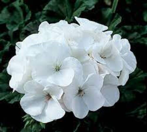 White Pelargonium2.jpg