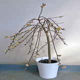 White Pussy Willow11.png