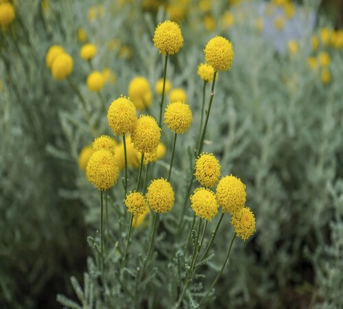 Yellow Santolina etrusca3.jpg