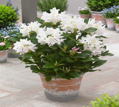 White RhodoCDndron4.jpg