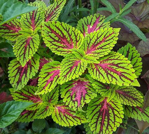 Pink Green Coleus2.jpg