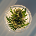 Buy Weed in DC | Local Weed Store Near Me – Medz DC.png