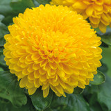 Chrysanthemum 'Migoli Yellow'.jpg