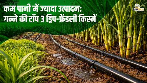 1776072994 कम पानी में ज्यादा उत्पादन गन्ने की टॉप 3 ड्रिप फ्रेंडली किस्में.png