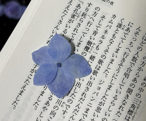 IMG 0432.jpg