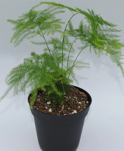 baishnab shatvari plantsatamul p.jpg