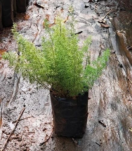 plants 500x500.jpg