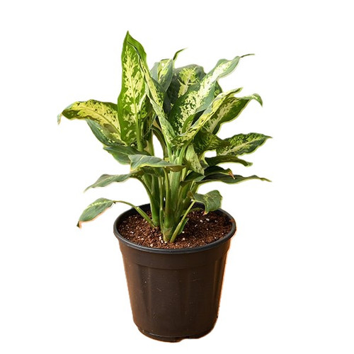 nurserylive g dieffenbachia sparkles plant 940341.jpg