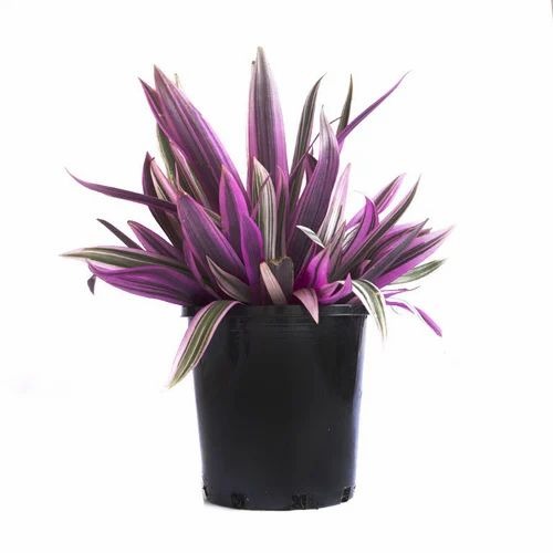 rhoeo spathacea 500x500.jpg